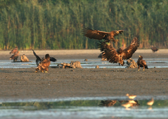 Za&scaron;tita &bdquo;Europske Amazone&ldquo; jedan od glavnih prioriteta WWF-a