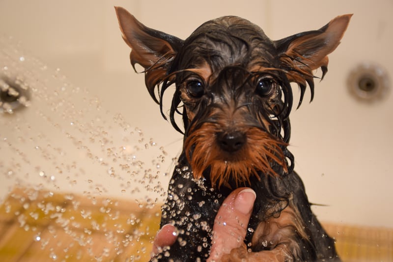 Hund_in_Dusche_web Kupanje kućnih ljubimaca