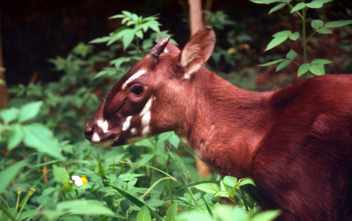WWF__David_Hulse VELUX Grupa najavljuje dva nova projekta zaštite klime i prirode u Vijetnamu i Madagaskaru u suradnji sa WWF-om