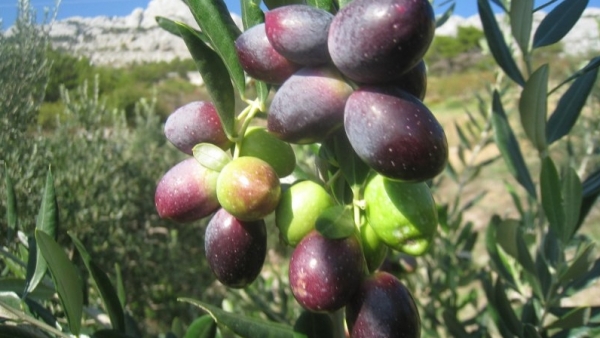 2-levantinka Hortikultura | Geront d.o.o. - Zadar