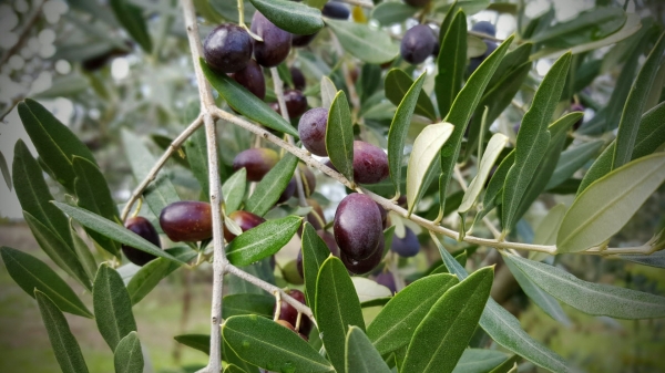 pendolino Hortikultura | Geront d.o.o. - Zadar