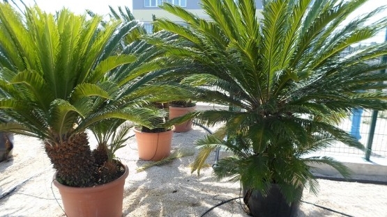 cycas-palme-velike Živice - Ukrasno bilje