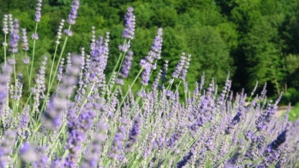 lavanda Egzotično bilje - Ukrasno bilje