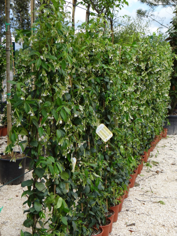 Trachelospermum_jasminoides OREZIVANJE I RUŠENJE STABALA