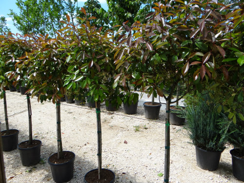 Photinia_serrulata_red_robinglogi Krajobrazna arhitektura - Eurogarden Zadar