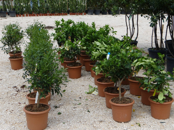 Eurogarden_Citrusi_limun_narana_kumkvat Krajobrazna arhitektura - Eurogarden Zadar