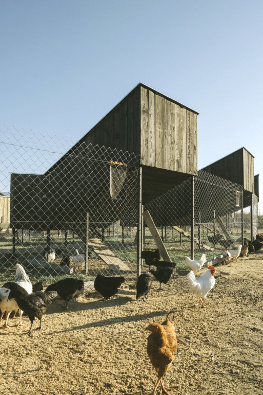 Chickenville_Marko_Mihaljevic_2 Projektiranje farmi za sretne životinje